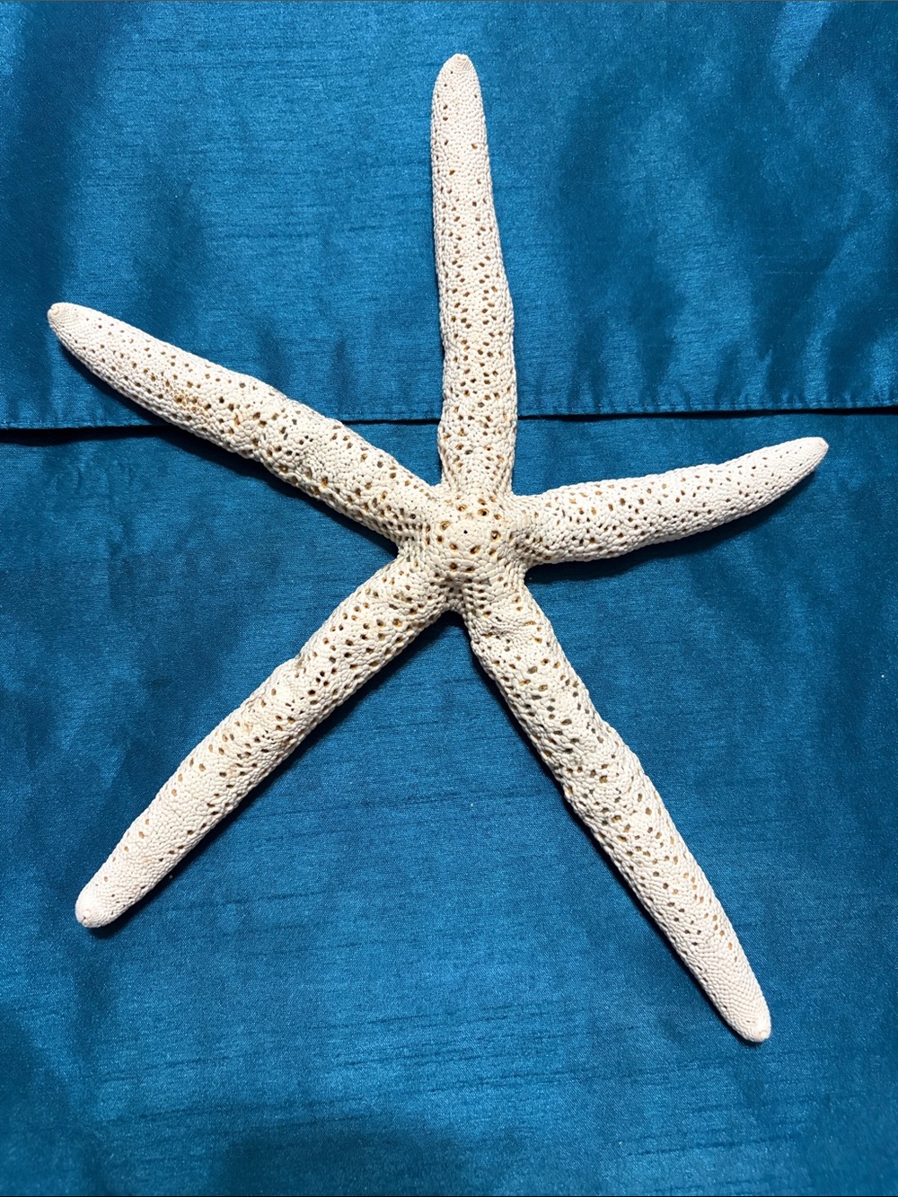 Natural White Finger Starfish